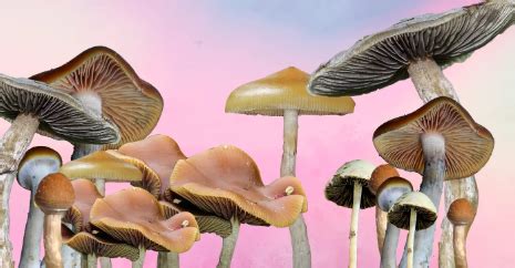The growing popularity of magic mushrooms delivery: a local perspective